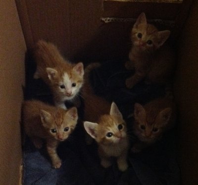Kittens 5 Weeks 016.JPG