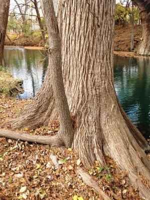 Wimberley - Thanksgiving 2014 186.JPG