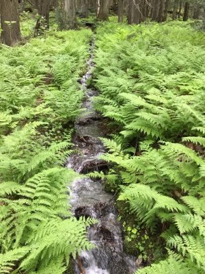 Hemlock Grove Hike