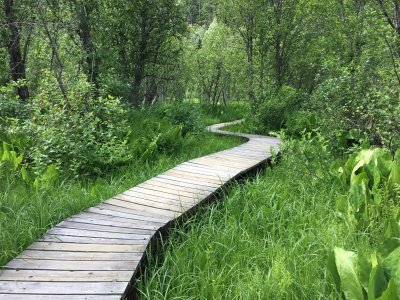 Skunk Cabbage Trail