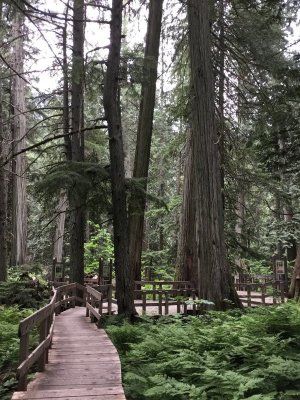 Giant Cedars Hike