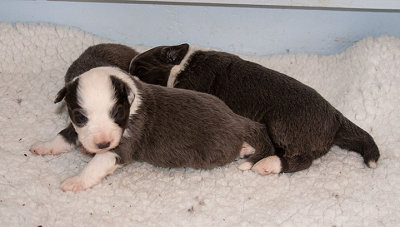 Frankie x Topper litter - 1 to 2 weeks old