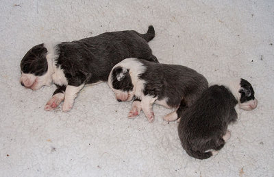 6522FTPups.jpg