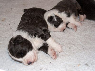 6523FTPups.jpg