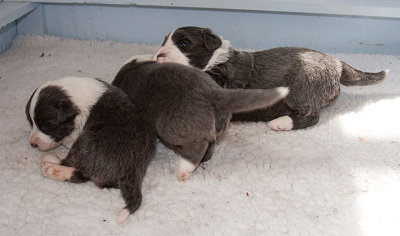 6524FTPups.jpg