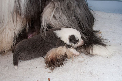 6527FTPups.jpg