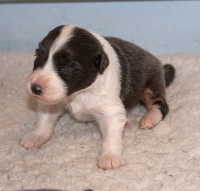 6529FTPups.jpg