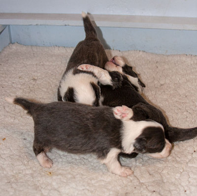 6532FTPups.jpg