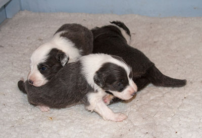 6533FTPups.jpg