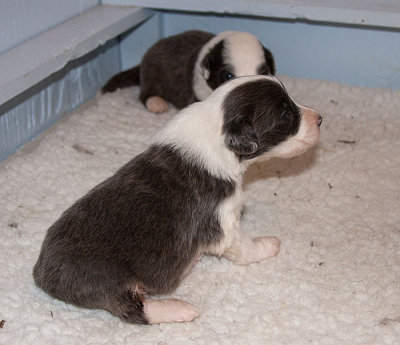 6534FTPups.jpg