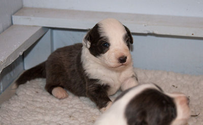 6535FTPups.jpg