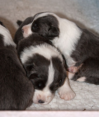 6542FTPups.jpg