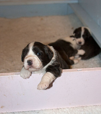 6543FTPups.jpg