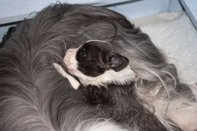 6545FTPups.jpg