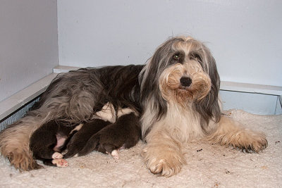 6546FTPups.jpg