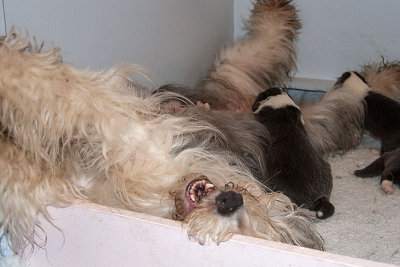 6549FTPups.jpg