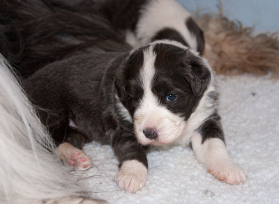 6553FTPups.jpg