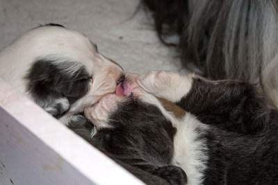 6556FTPups.jpg