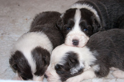 6559FTPups.jpg