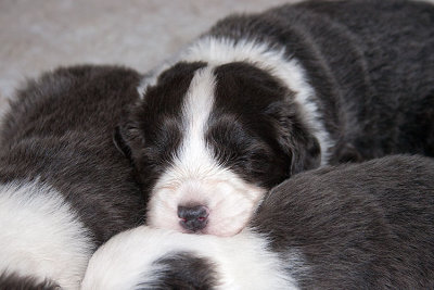 6560FTPups.jpg