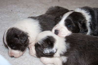 6561FTPups.jpg