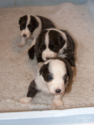 6562FTPups.jpg