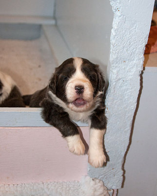 6563FTPups.jpg