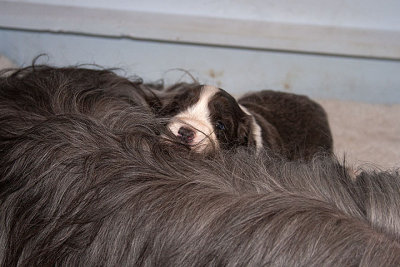 6565FTPups.jpg