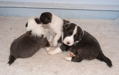 6567FTPups.jpg