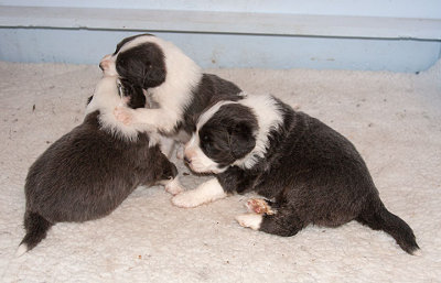 6568FTPups.jpg