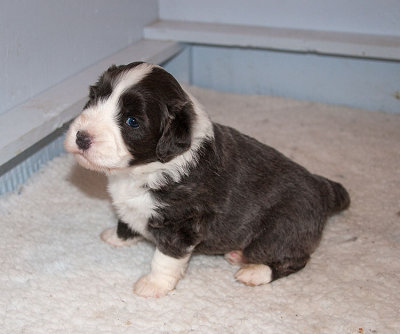 6569FTPups.jpg