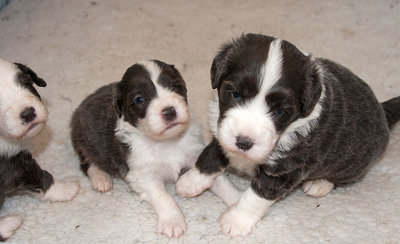 6572FTPups.jpg