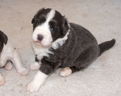 6573FTPups.jpg