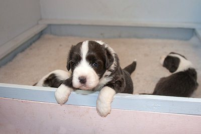6574FTPups.jpg