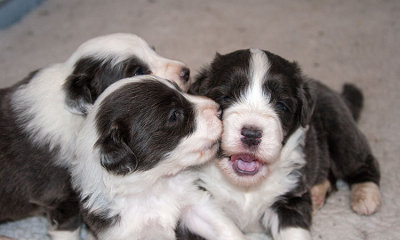 6577FTPups.jpg