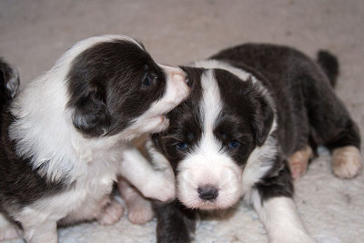 6578FTPups.jpg