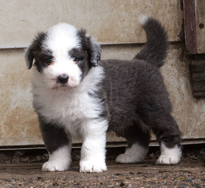 6773FTPups.jpg