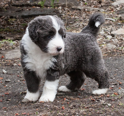 6776FTPups.jpg