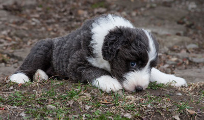 6791FTPups.jpg