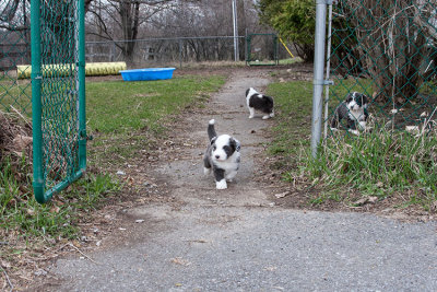 6793FTPups.jpg
