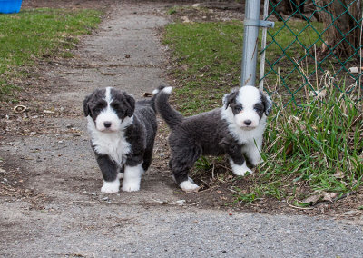 6794FTPups.jpg