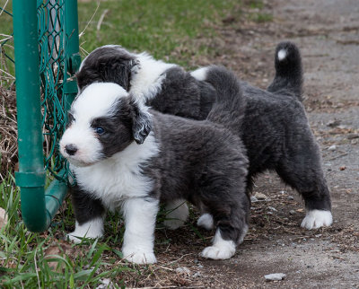 6796FTPups.jpg