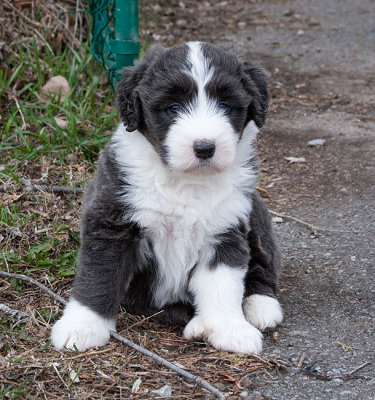 6798FTPups.jpg