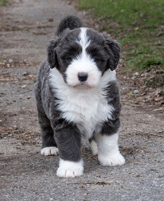 6799FTPups.jpg