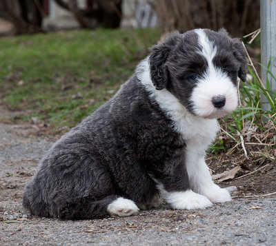 6800FTPups.jpg