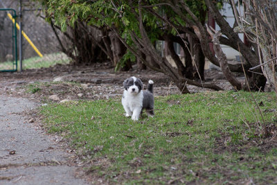 6802FTPups.jpg
