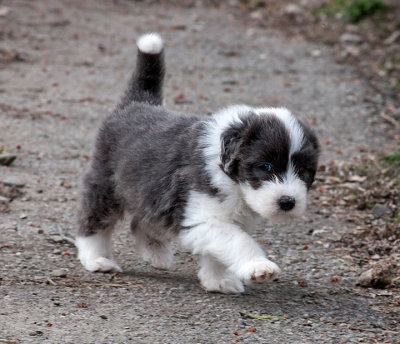 6803FTPups.jpg