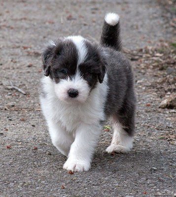 6804FTPups.jpg