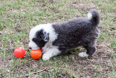 6806FTPups.jpg