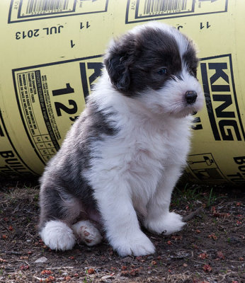6809FTPups.jpg
